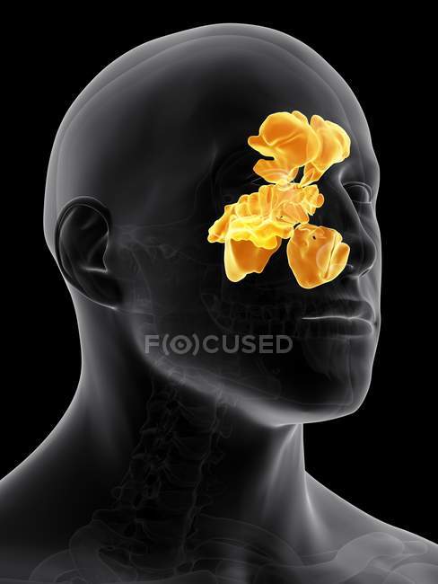 Structure et anatomie des sinus humains — Photo de stock