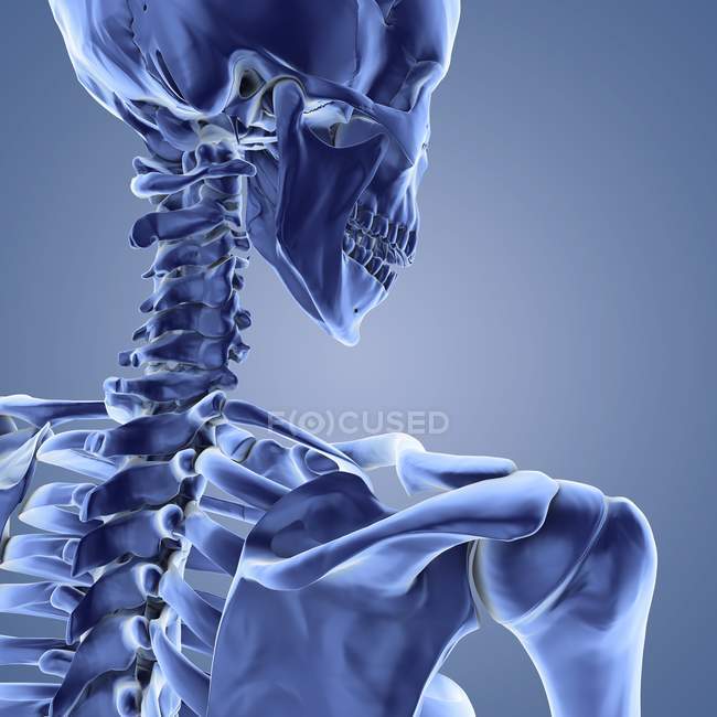 Bones of the upper body skeleton — Stock Photo