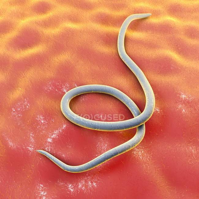 Паразитарный нематодный червь — стоковое фото