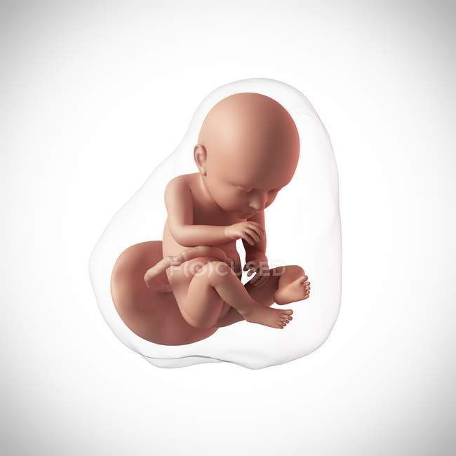 Human fetus age 37 weeks — Stock Photo