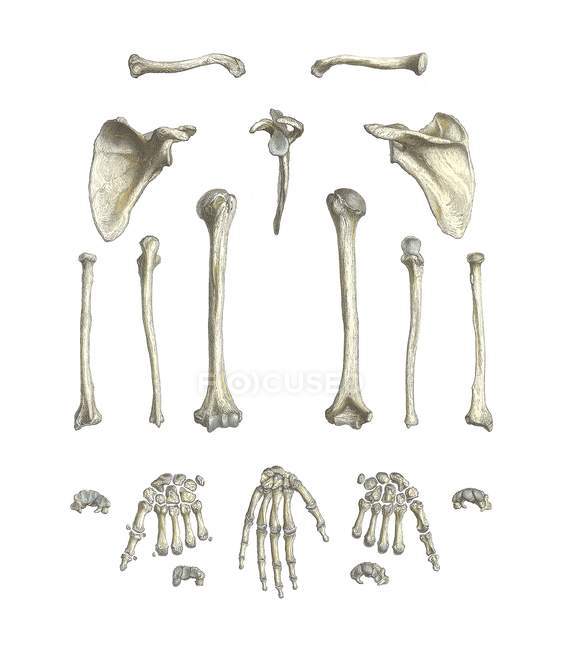 Brazo huesos anatomía - foto de stock
