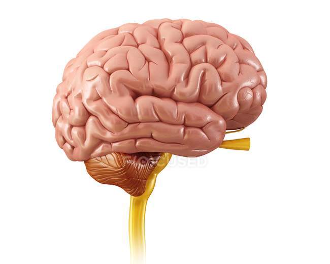 Healthy human brain — Stock Photo