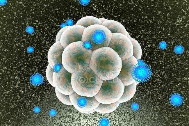 Вирус Зика заражает эмбрион — стоковое фото
