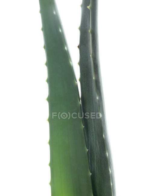 Primo piano delle foglie di Aloe Vera su sfondo bianco . — Foto stock