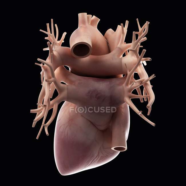 Анатомія серця та основні судини — стокове фото