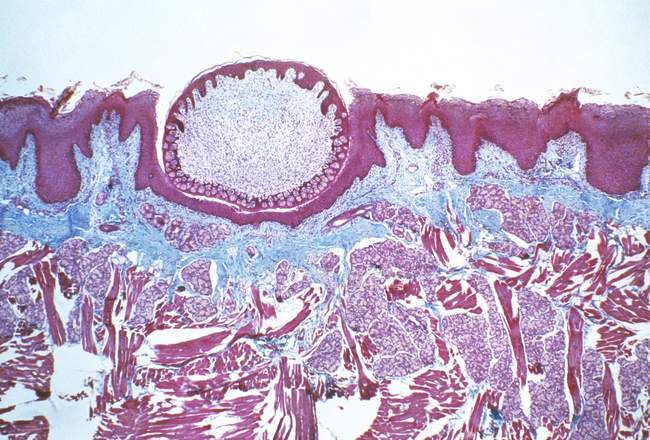 Micrographie photonique d'une section à travers la surface d'une langue montrant une papille cirvallée (ronde, en haut à gauche), l'une des structures qui contrôle le sens du goût
. — Photo de stock