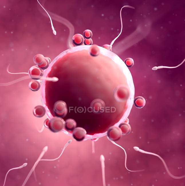 Concimazione di ovuli umani — Foto stock