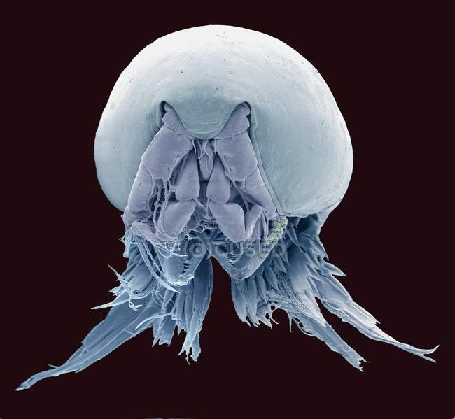 Сканування електронного мікрографа (SEM) копеода (підкласу Copepoda ). — стокове фото