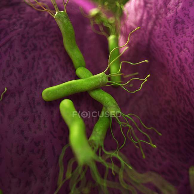 Bacteria de Helicobacter píloro - foto de stock