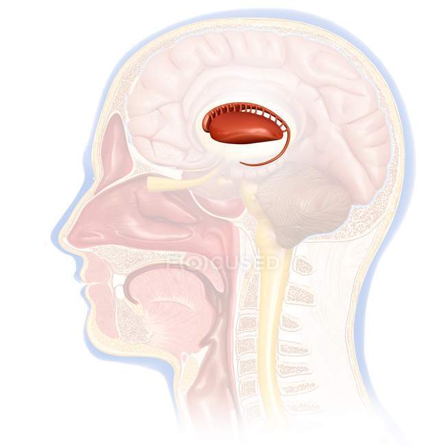 Núcleo caudado cerebral humano — Fotografia de Stock