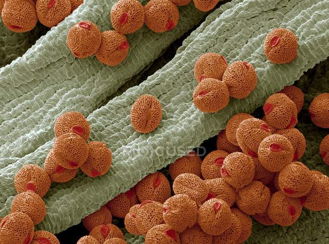Granos de polen de una campanilla - foto de stock