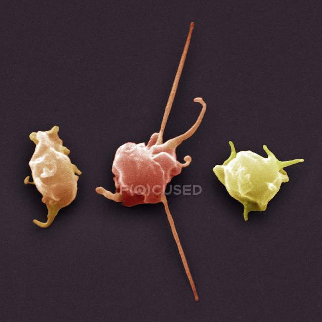 Morphology of Activated platelets — Stock Photo