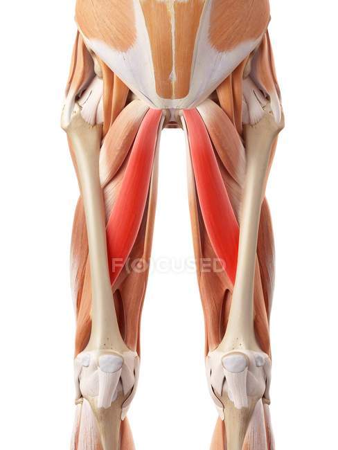 Músculos de glúteos humanos - foto de stock