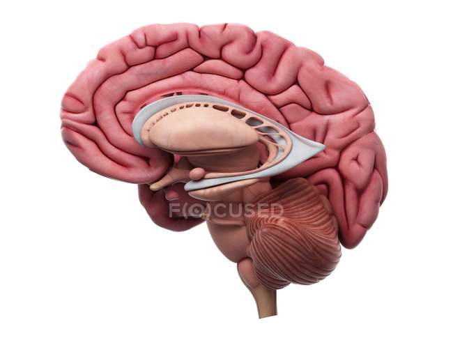 Anatomie interne du cerveau — Photo de stock