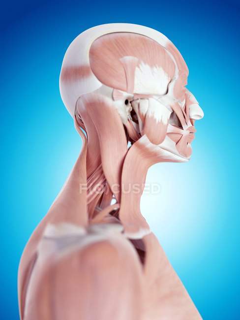 Nackenmuskulatur und strukturelle Anatomie — Stockfoto