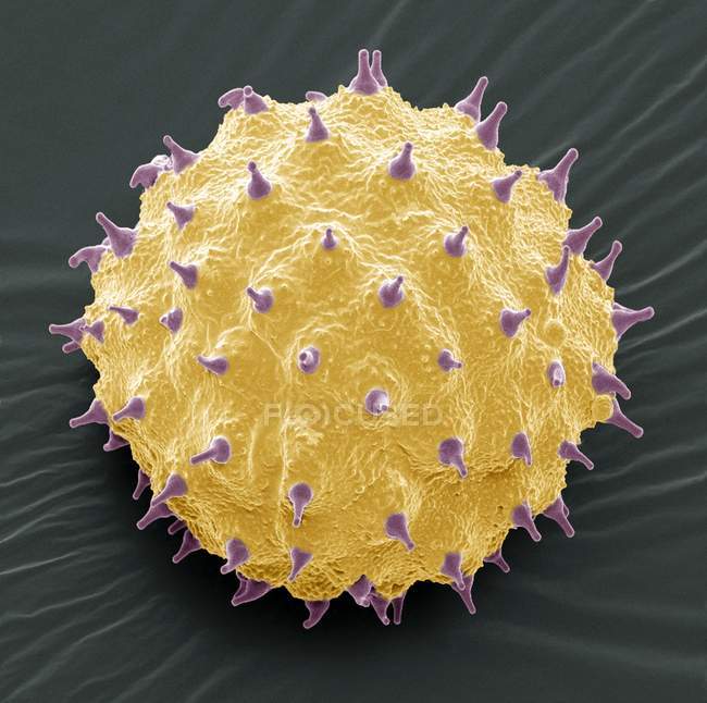 Abutilon sp. Pollenkörner — Stockfoto