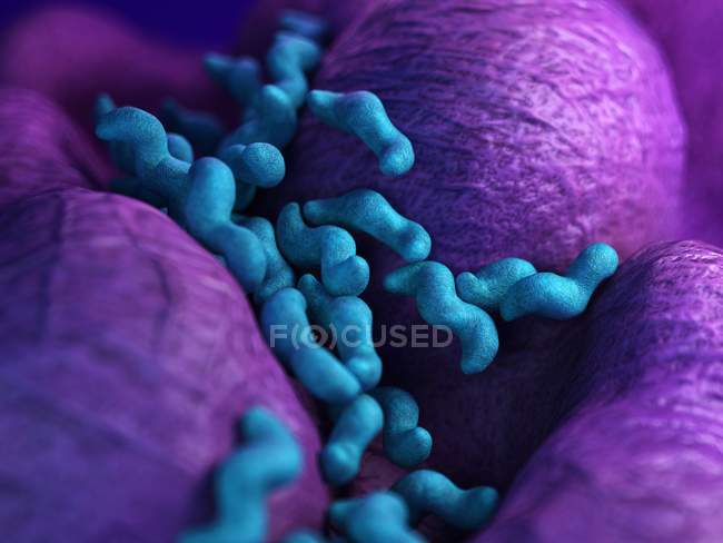 Colônia de bactérias Campylobacter — Fotografia de Stock