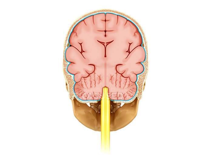 Querschnitt durch das menschliche Gehirn — Stockfoto