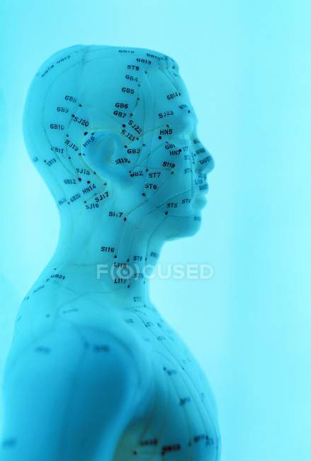 Head and upper body of a model of the human body marked with acupuncture points (labelled dots) and meridians (coloured lines). — Stock Photo