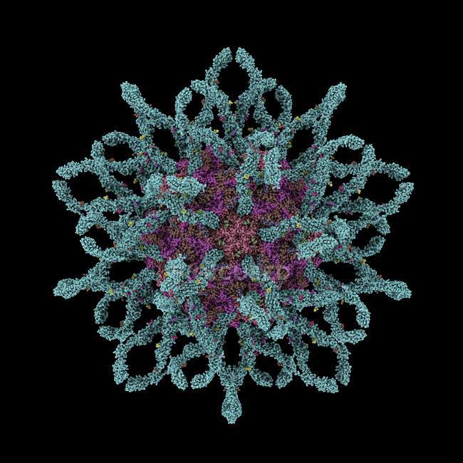 Вірусна частка вірусів Коксакі B3 — стокове фото