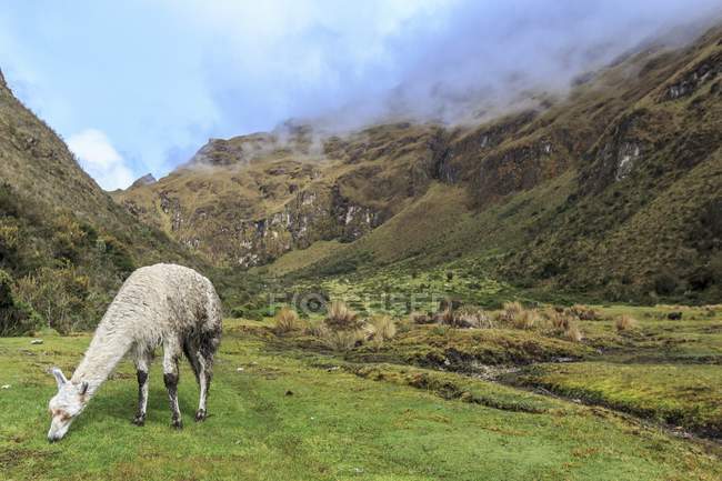 Alpaga broutant sur le sentier Inca jusqu'au Machu Picchu . — Photo de stock