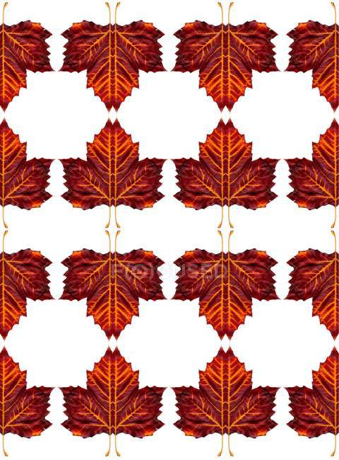 Patrón de hojas de arce otoñal sobre fondo blanco . - foto de stock