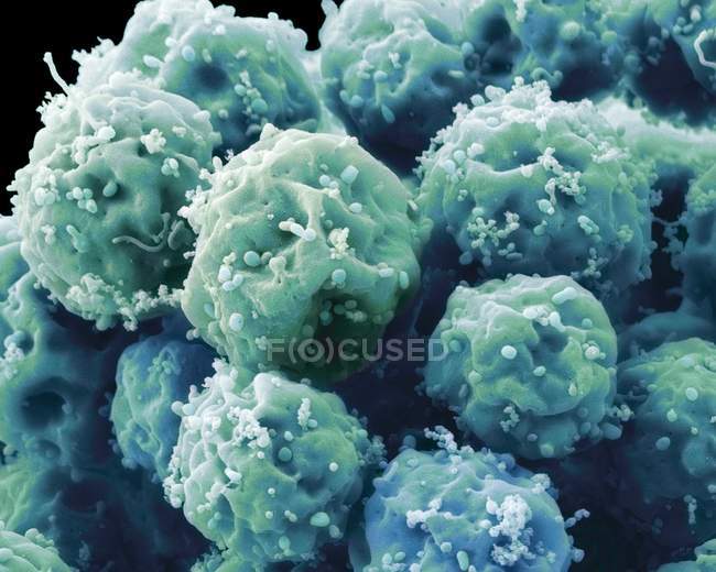 Embryonale Stammzellen — Stockfoto