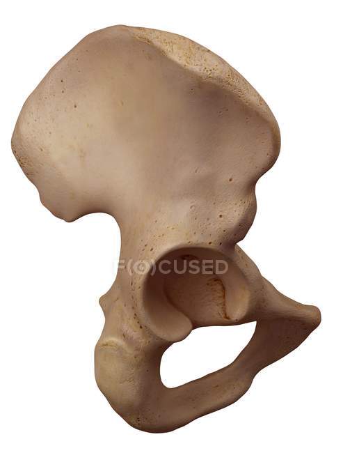 Menschliche Hüftknochenstruktur — Stockfoto
