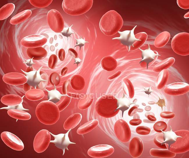 Glóbulos rojos y glóbulos blancos - foto de stock