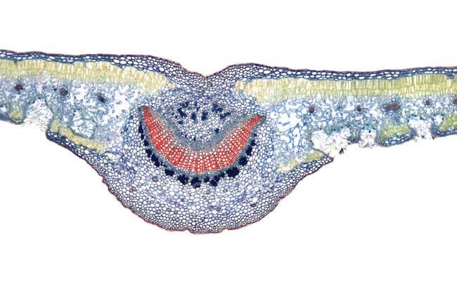 Transverse section through a leaf showing foveate stomata (light areas on underside of leaf. — Stock Photo