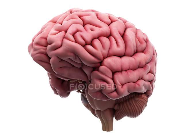 Estructura cerebral humana - foto de stock