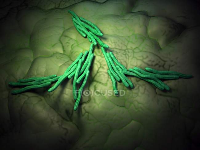 Stäbchenförmige Bakterienstränge — Stockfoto