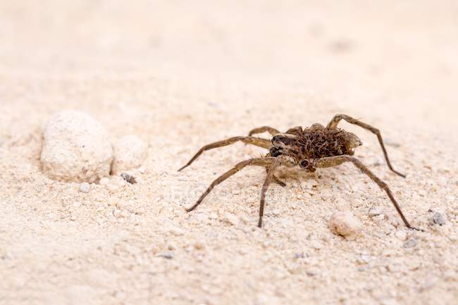 Волчий паук на песке — стоковое фото