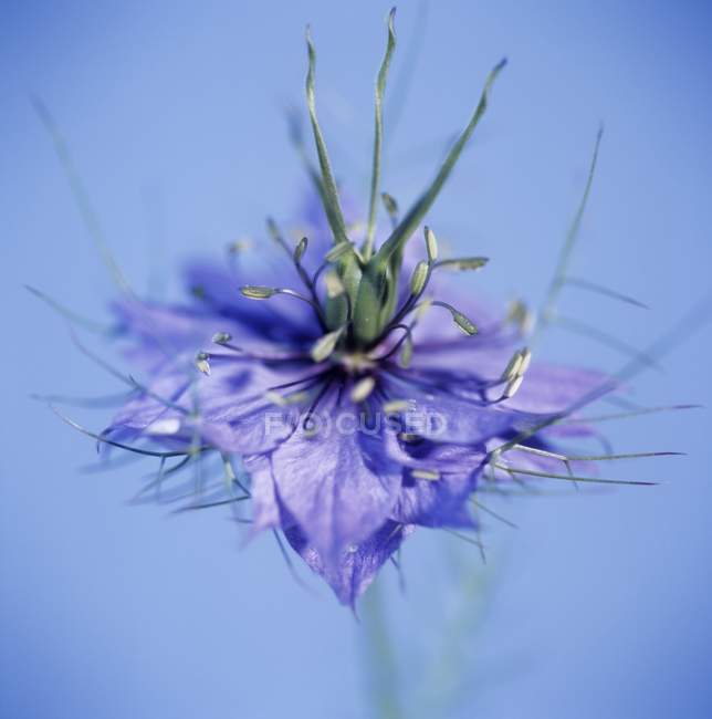 Amor na flor de névoa no fundo azul
. — Fotografia de Stock