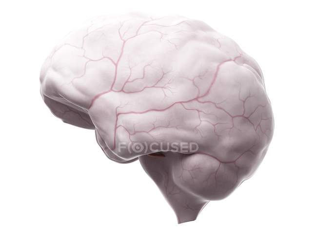 Анатомія мозку, що показує систему кровопостачання — стокове фото