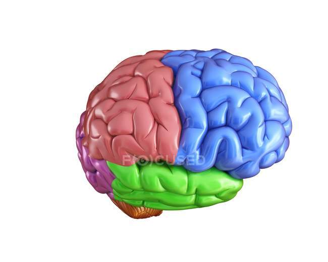 Анатомия мозга человека — стоковое фото