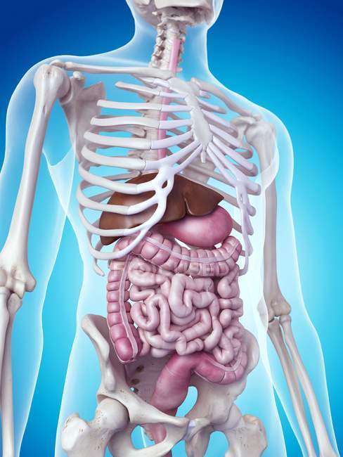 Système squelettique et organes internes — Photo de stock