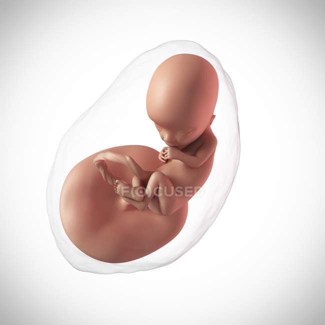 Edad del feto humano 13 semanas - foto de stock