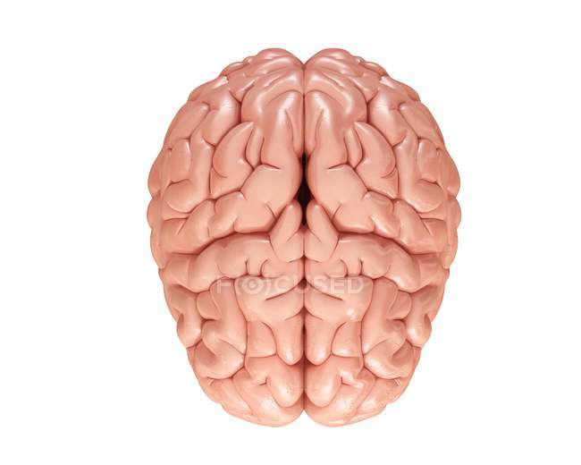 Normal human brain — Stock Photo