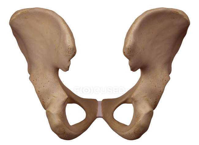 Будова людини стегнової кістки — стокове фото