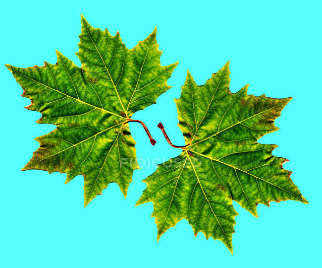 Due foglie d'acero verde su sfondo blu . — Foto stock