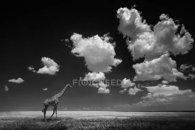 Giraffa che cammina sulla pianura del Serengeti, Tanzania . — Foto stock