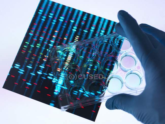 Mano que sostiene la placa multi del pozo con las muestras con los resultados del ADN en fondo . - foto de stock