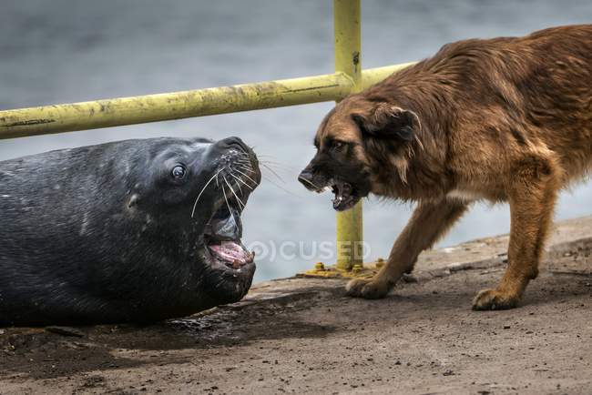 Perros domésticos ladrando al lobo marino de la costa de Chile . - foto de stock
