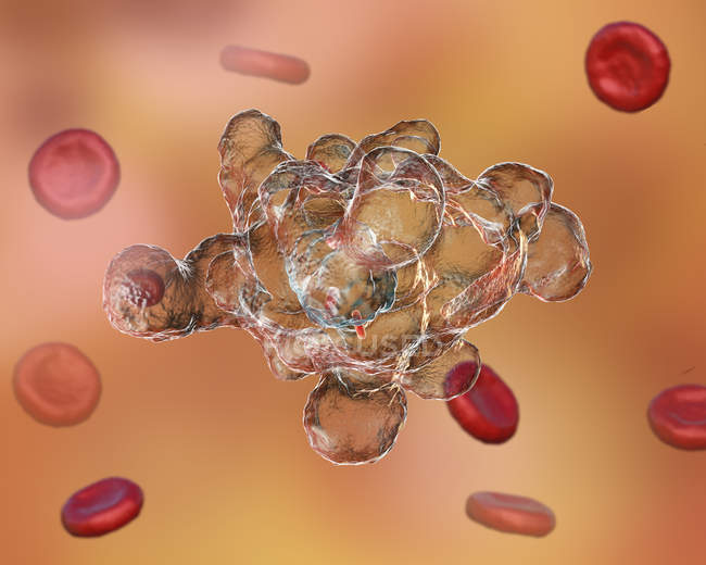 Амеба-паразит, поглощающая красные кровяные тельца — стоковое фото