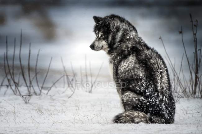 Husky siberiano sentado na neve na floresta ventosa . — Fotografia de Stock