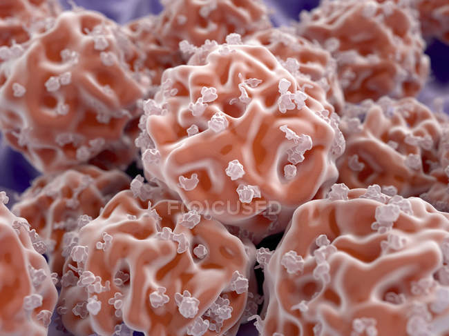 Undifferentiated stem cells — Stock Photo