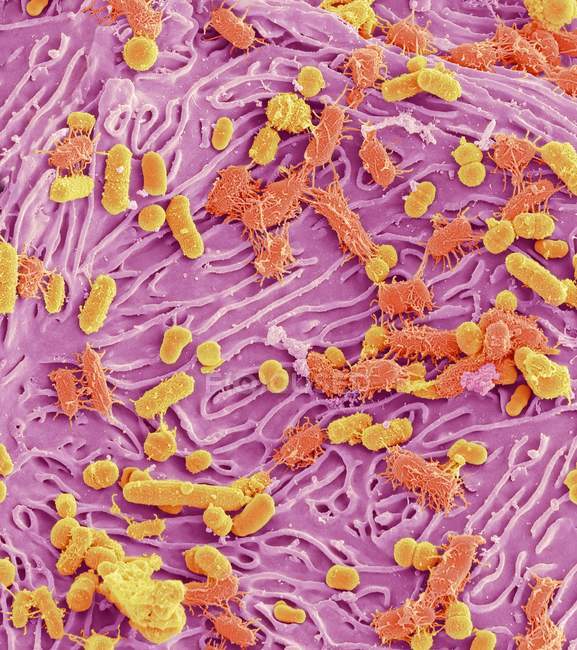 Bactérias orais mistas — Fotografia de Stock