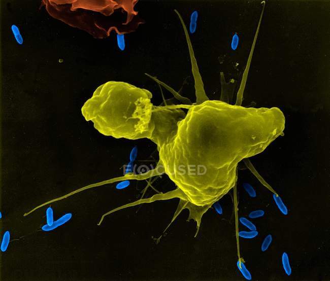 Альвеолярный макрофаг фагоцитоза E. coli — стоковое фото