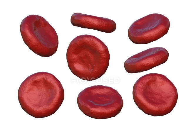 Gesunde rote Blutkörperchen — Stockfoto